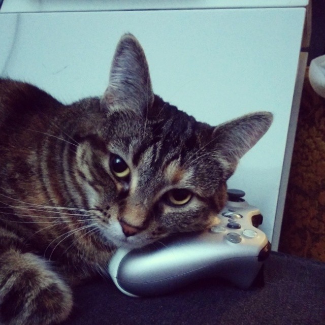 Beards, Cats and Indie Game Audio