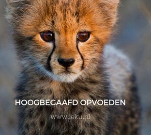 Hoogbegaafd opvoeden