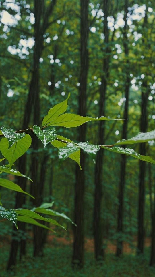 Forest Rain
