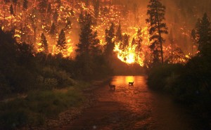 english conversation about forest fires
